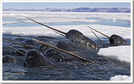 boston_narwhals